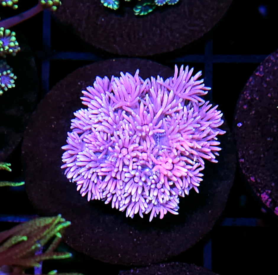HF Malibu Barbi Goniopora