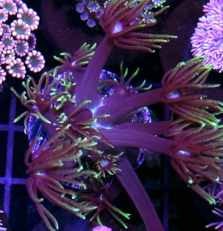 Femme Fatal Goniopora