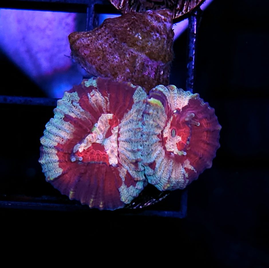 HF Dreamweaver Favia