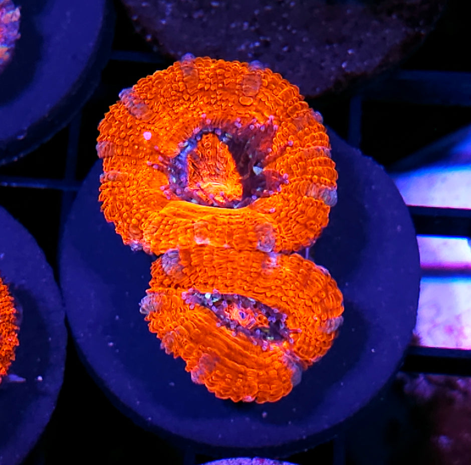 Raging Orange Acan