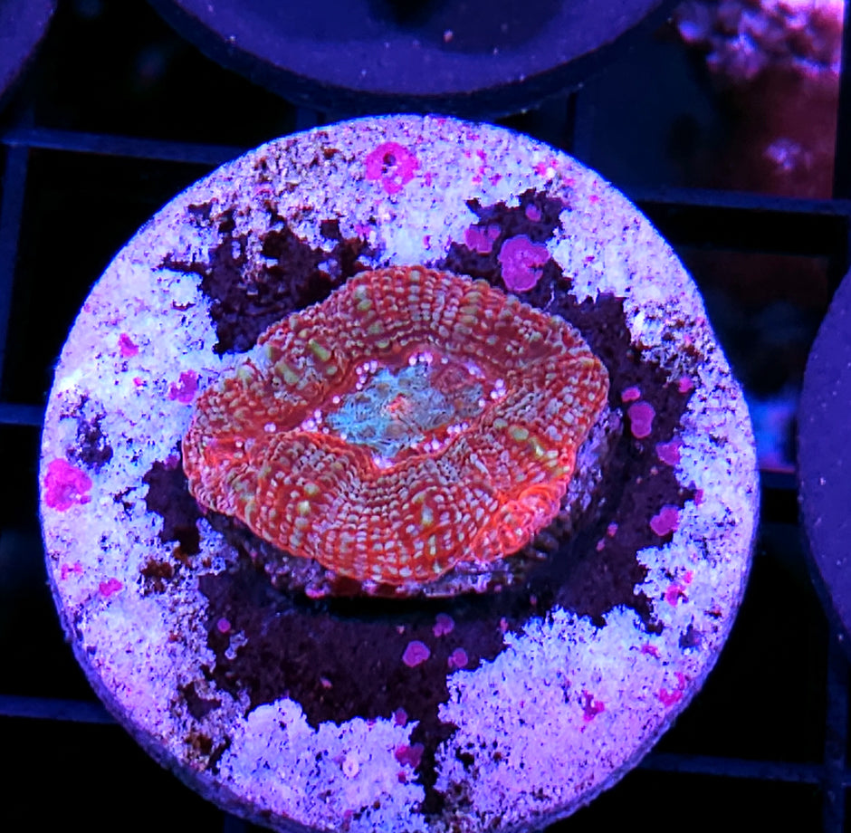 Mescaline Minded Bowerbanksi