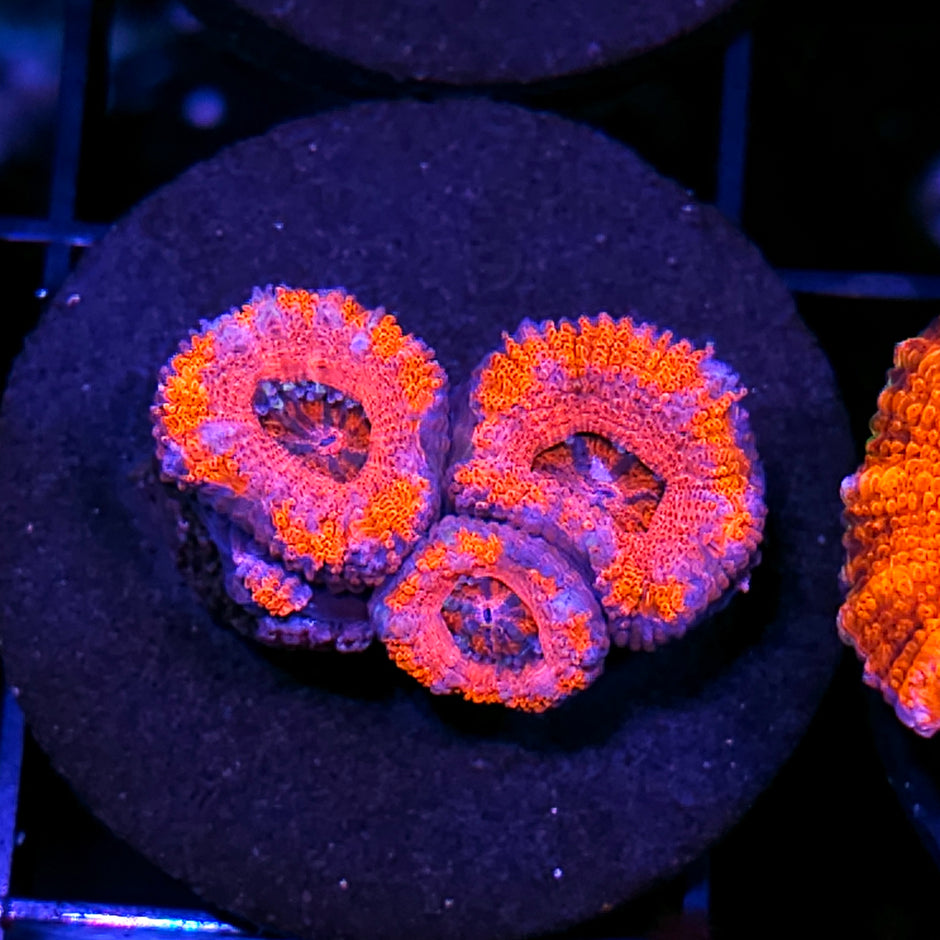 Valentine's Day Acan