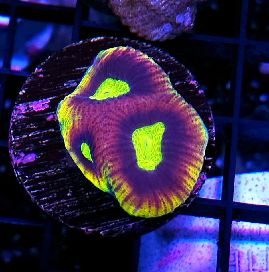 Rainbow Dragon Soul Favia