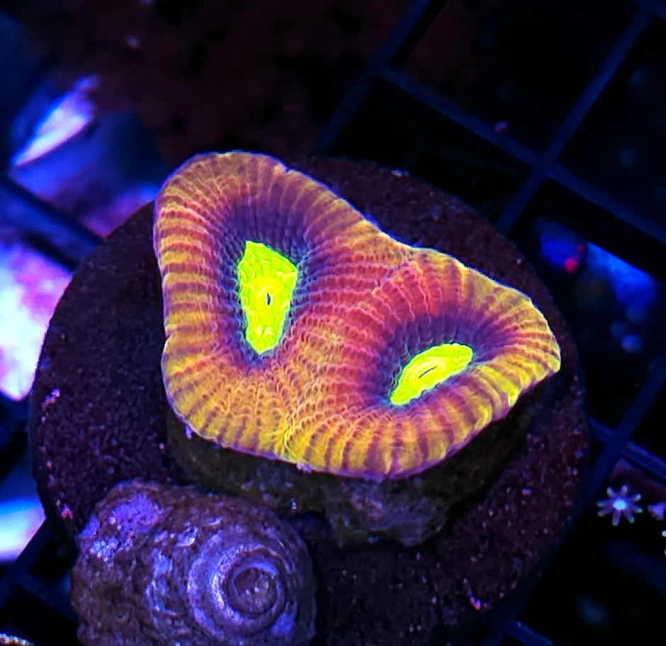 Rainbow Dragon Soul Favia