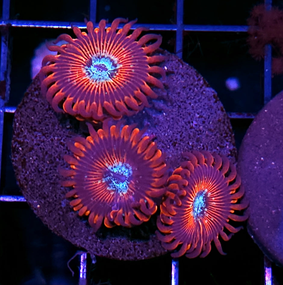 HF Black Magic Zoas