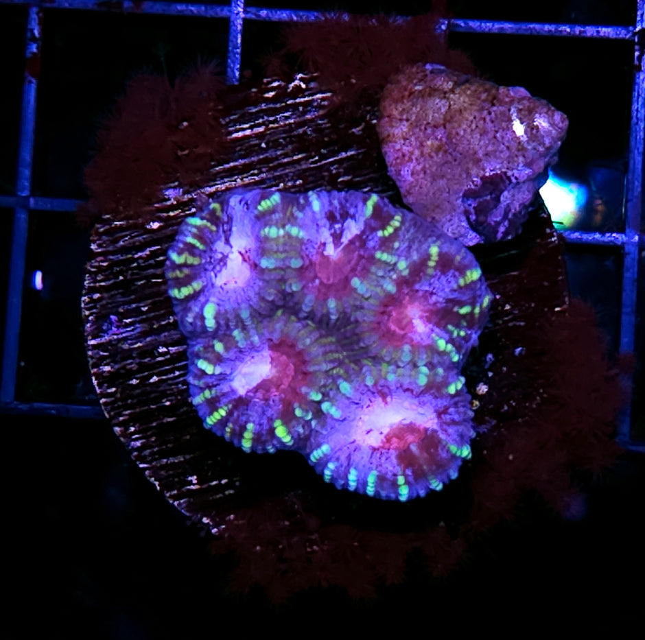 HF ADHD Favia