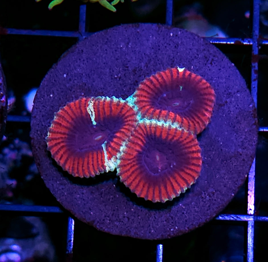 HF Leigon of Doom Favia