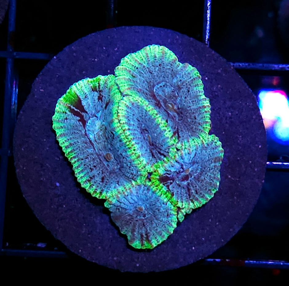 Silver Serpent Micro Favia