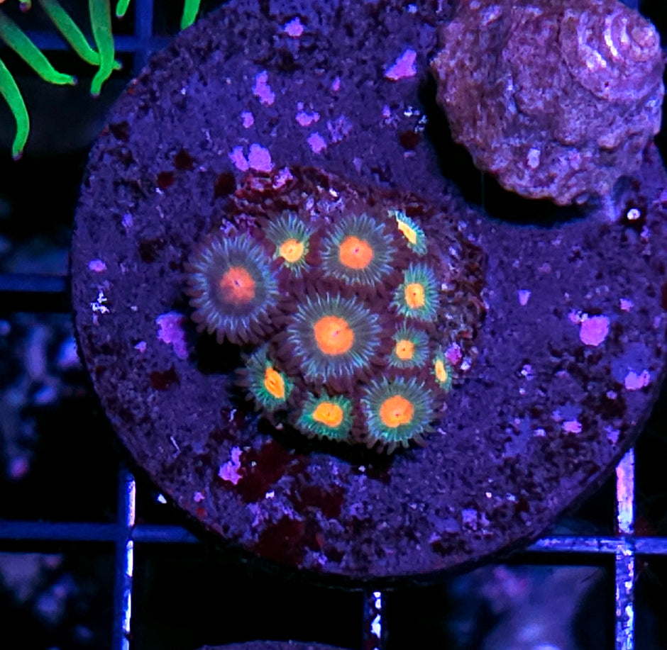 Green Bay Packers Zoas