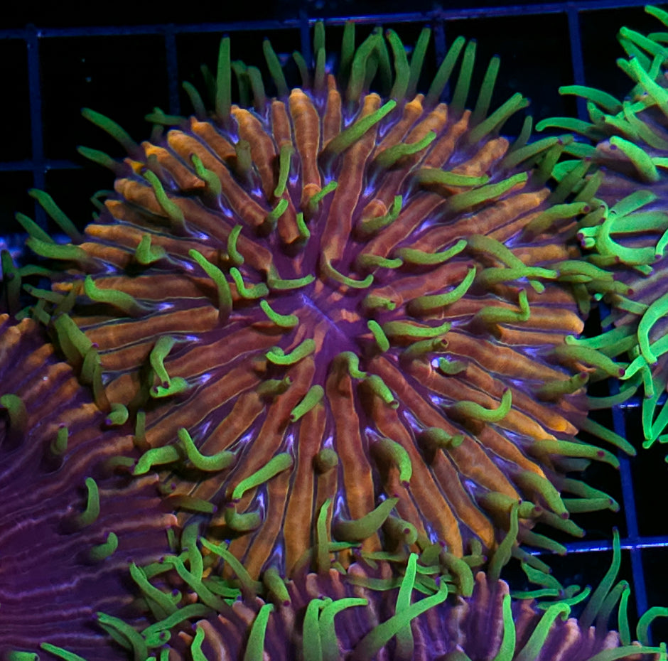 HF Baja Berserk Fungia Plate