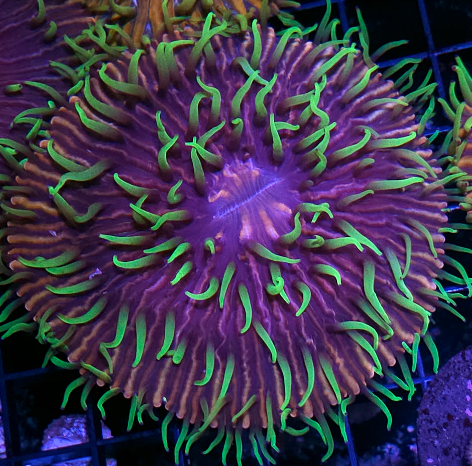 Big HF Baja Berserk Fungia Plate