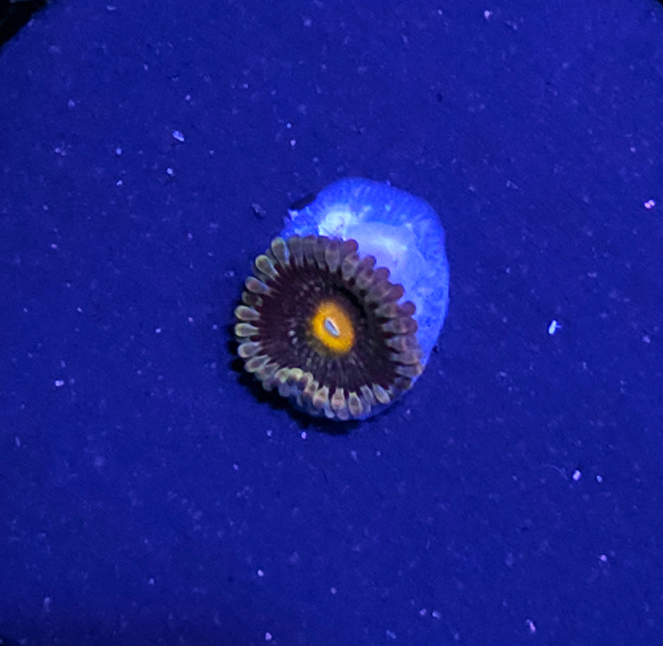 HF Evolution Zoas OOAK