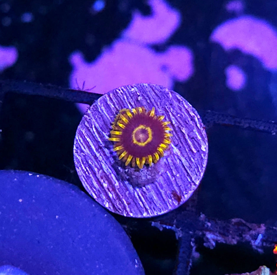 Purple Hornet Zoas