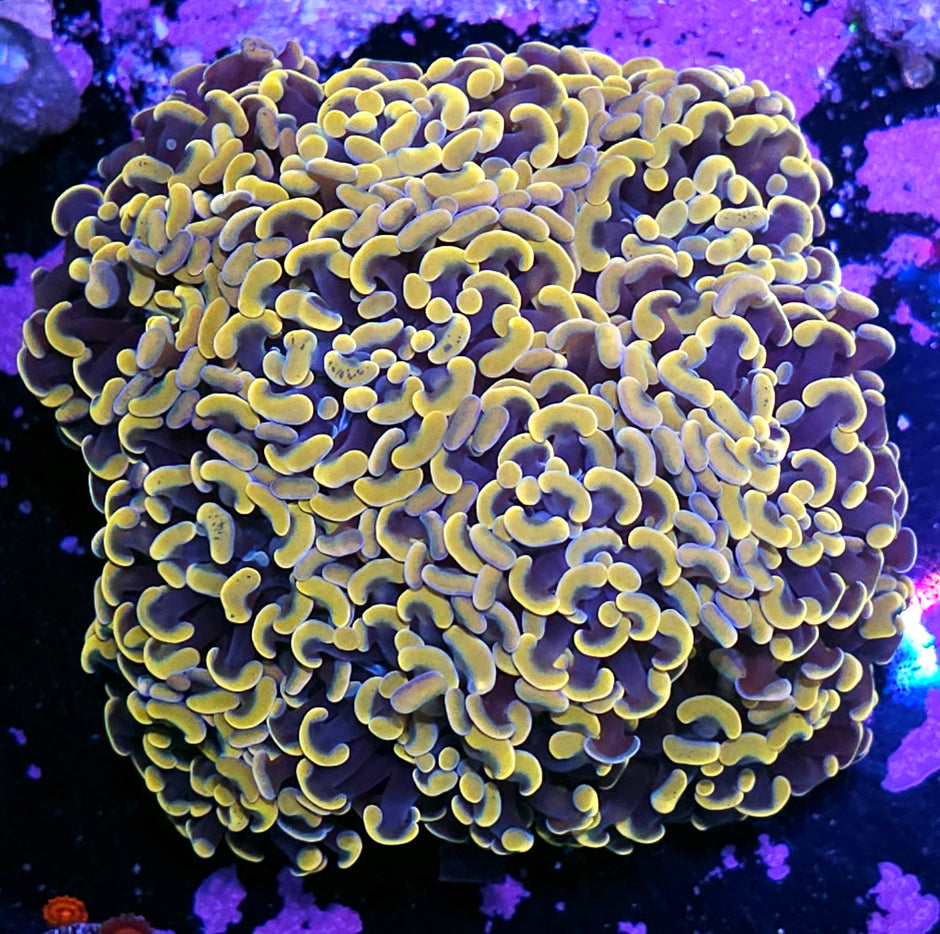 Approx 9-10 Head Viking Gold Branching Hammer Colony