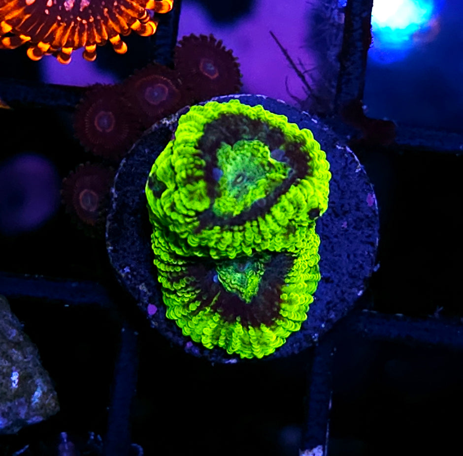 HF Arkham Knight Favia