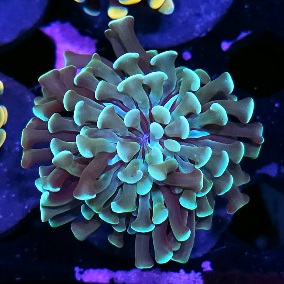 Choco Mint Branching Hammer