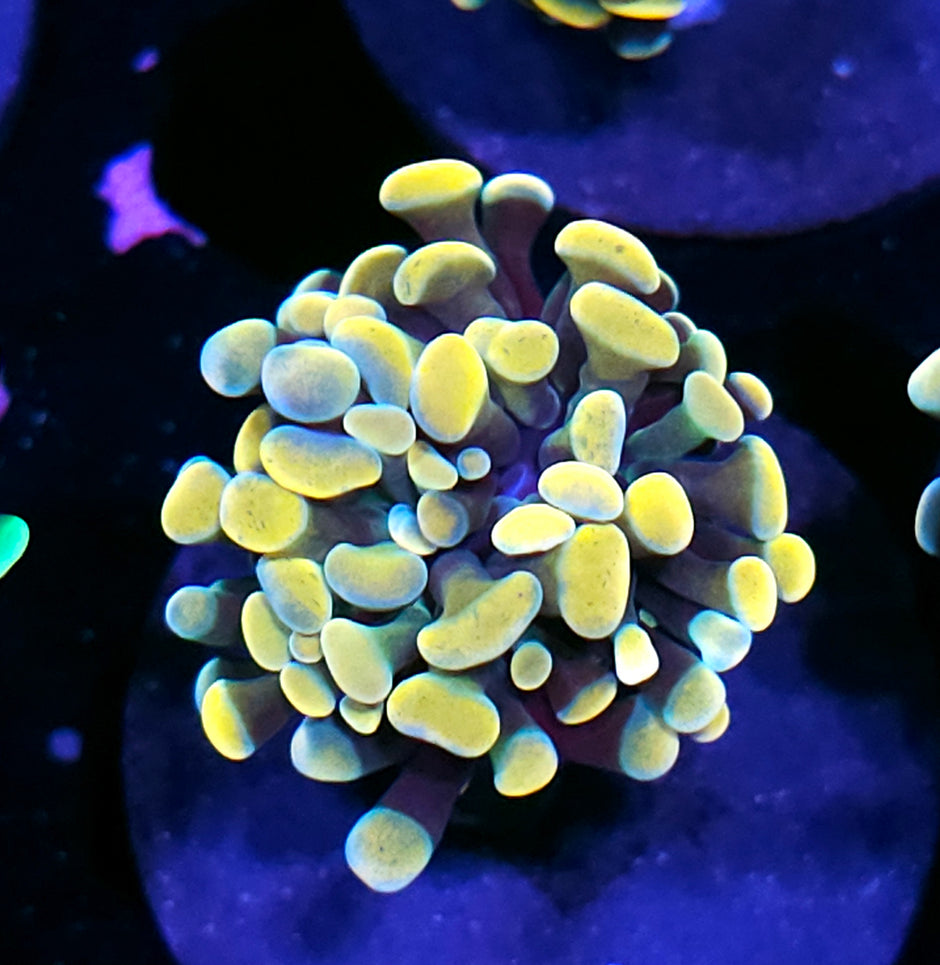 ECC Aurelia Branching Hammer