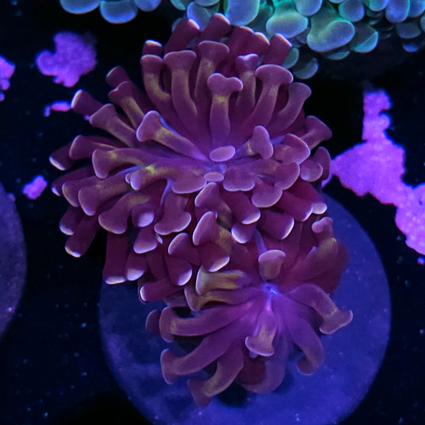 2 Head Gold Digger Branching Hammer