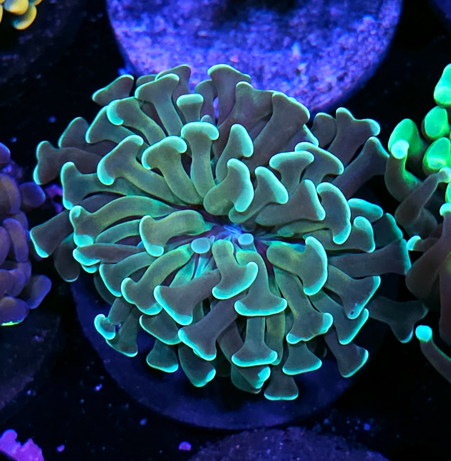 Sista Sledge Branching Hammer