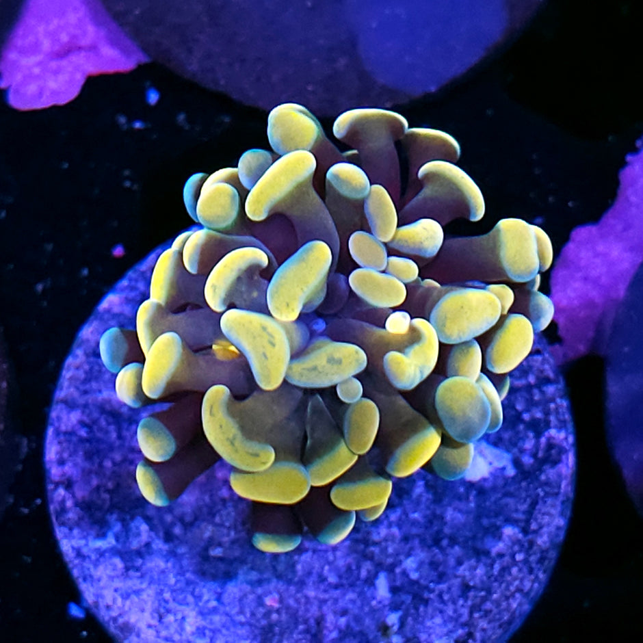 Killa Bee Branching Hammer