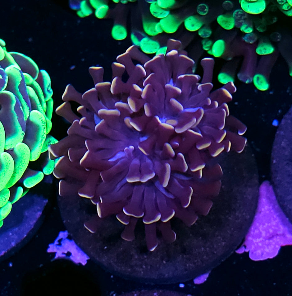 Phantasm Branching Hammer