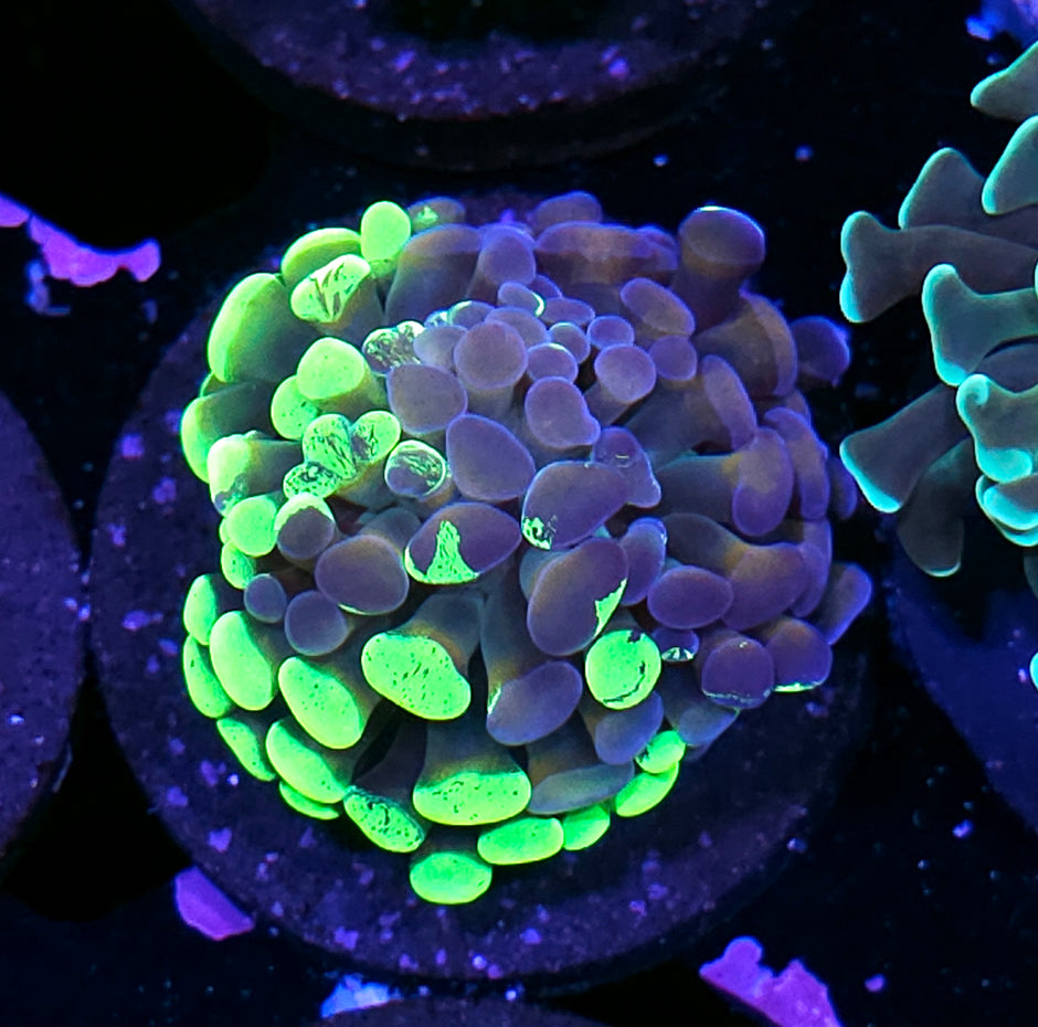 HF Nexus Drip Branching Hammer