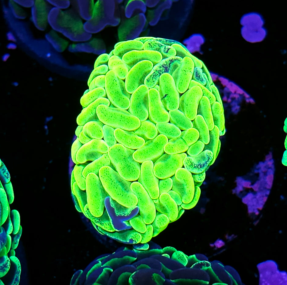 Jacknife Highlighter Fat Head Branching Hammer