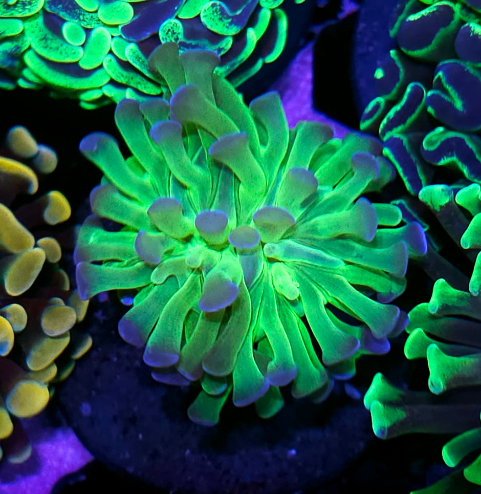 Reptar Branching Hammer