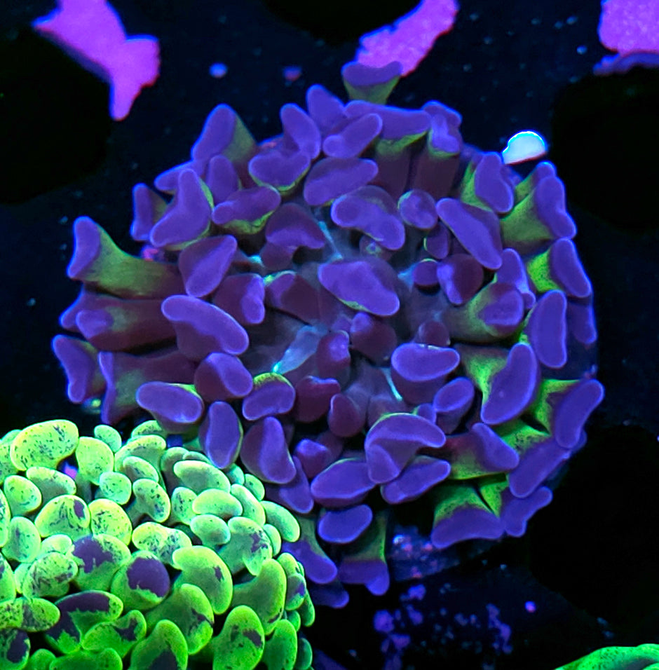 Joker Fat Head Branching Hammer