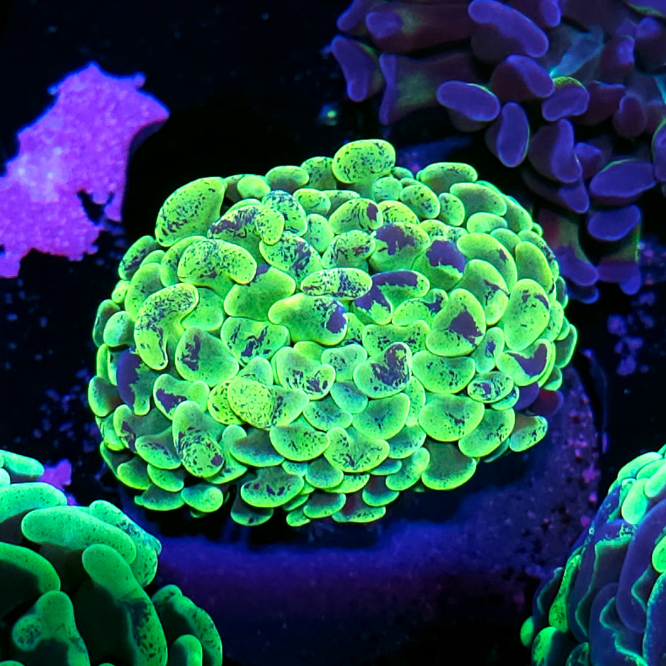 HF Pulse Branching Hammer