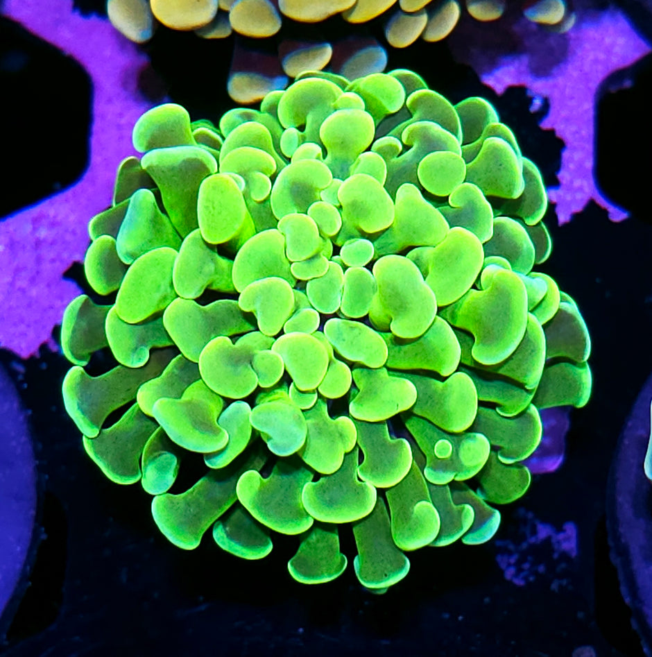 Slimer Fat Head Branching Hammer