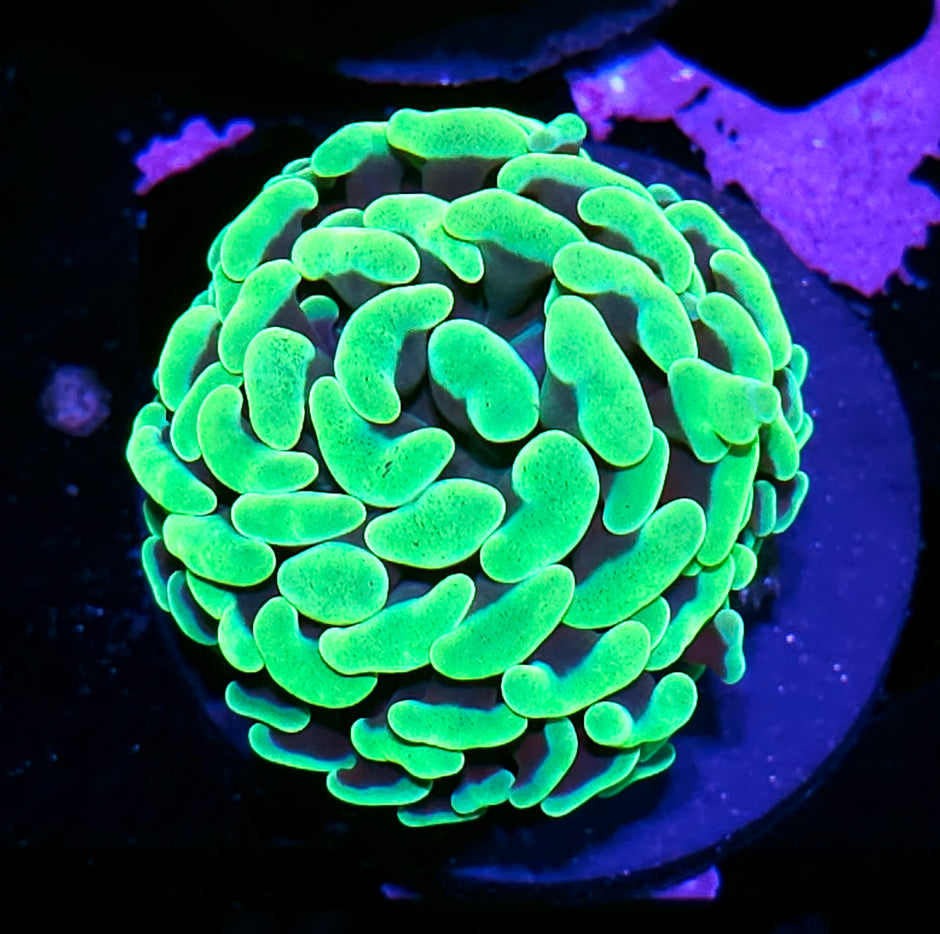 Plasma Fat Head Branching Hammer