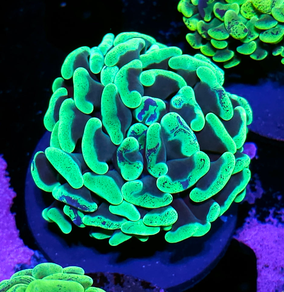 Fat Head Toxic Splatter Branching Hammer