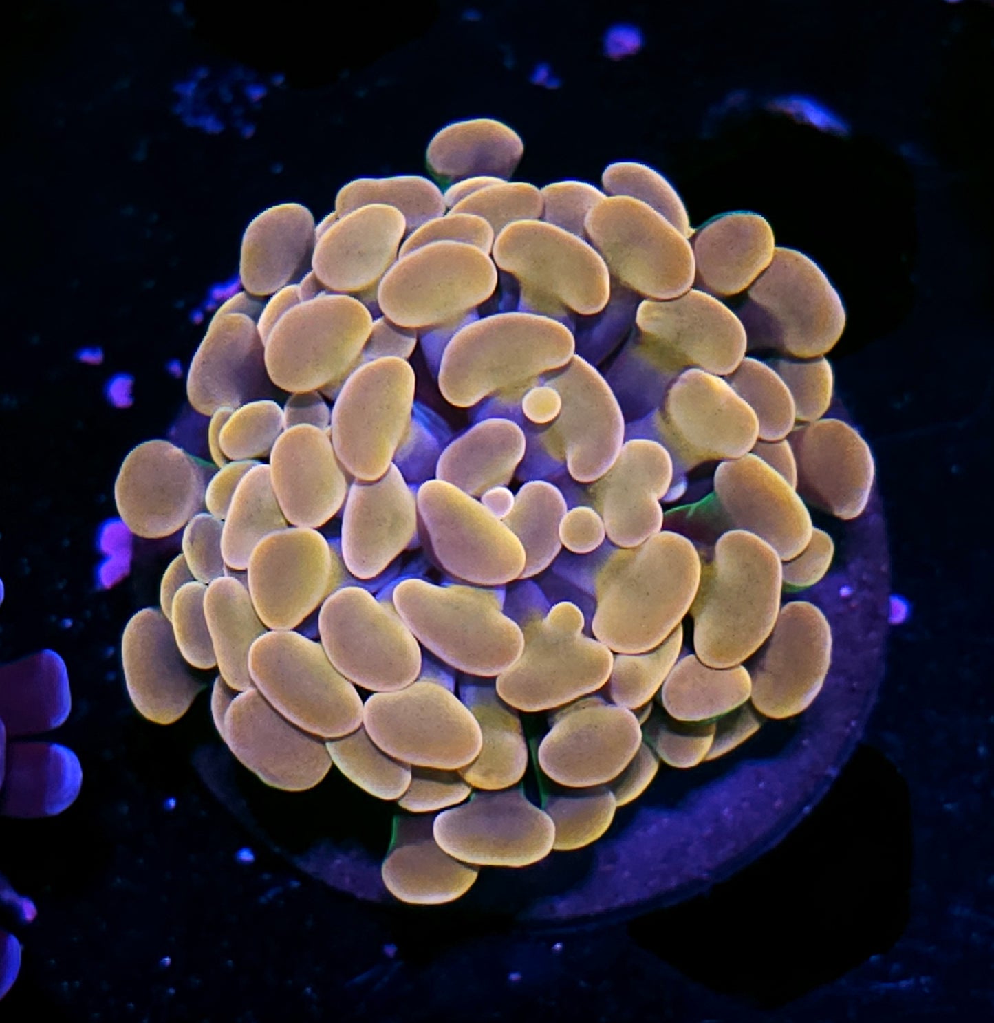 Golden Orb Branching Hammer