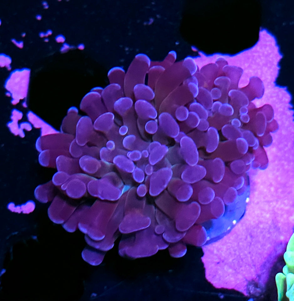 Purple Nurple Branching Hammer