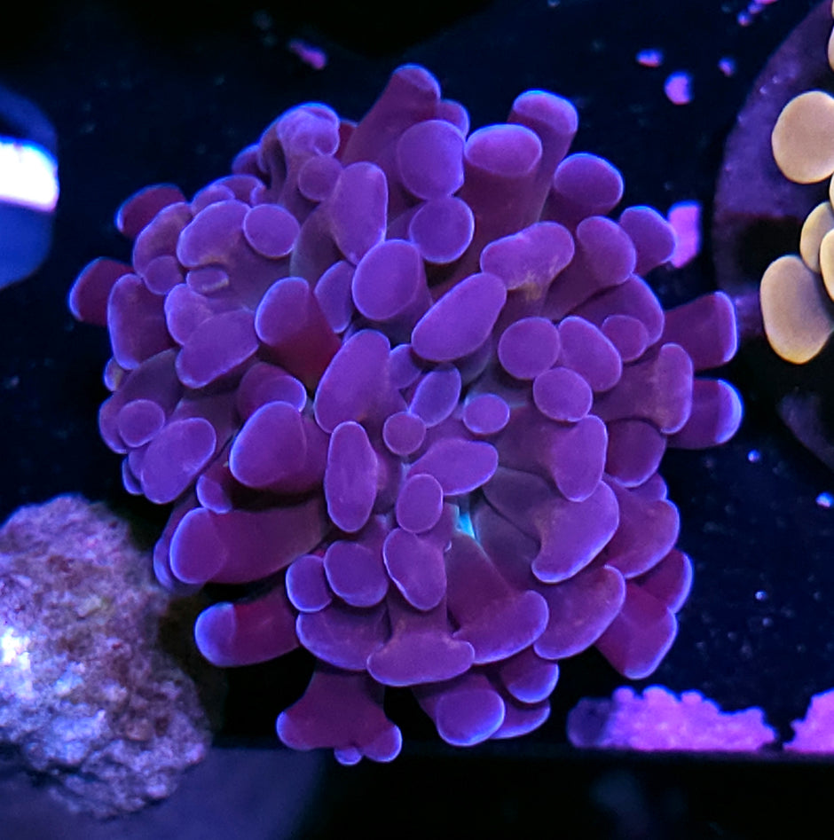 HF Purple Nurple Branching Hammer