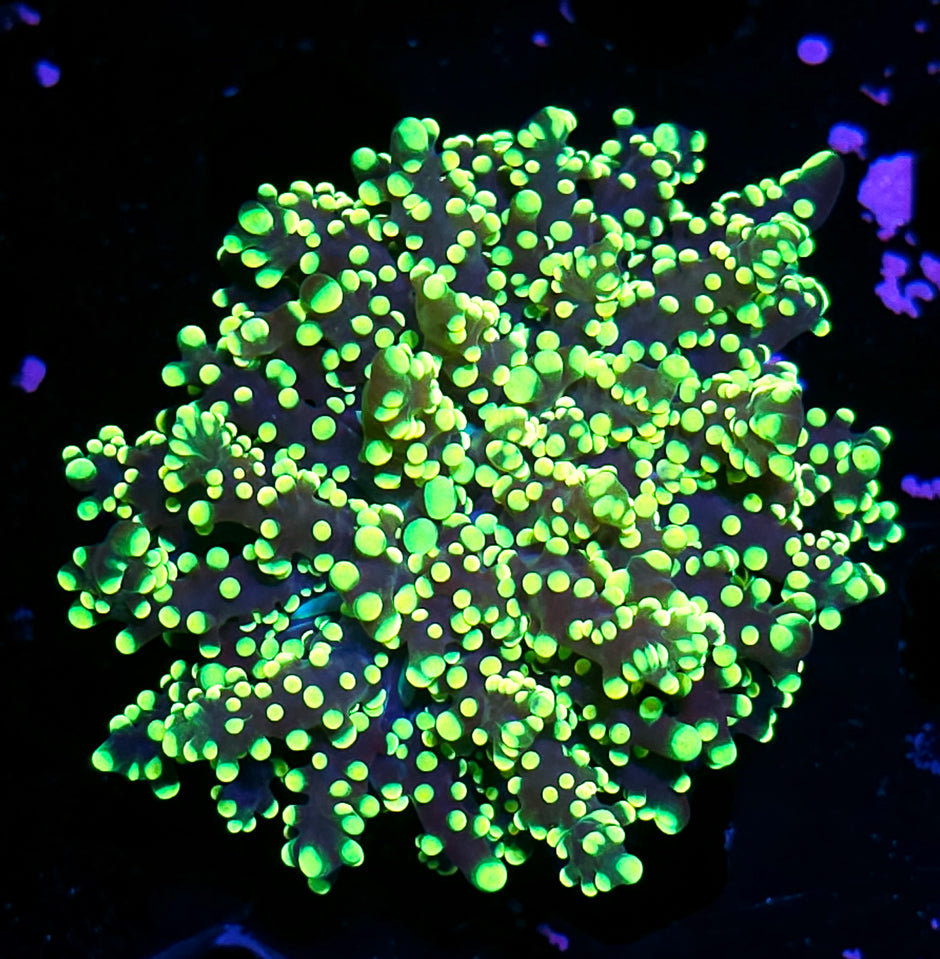 LeBron GOAT Yayemensis