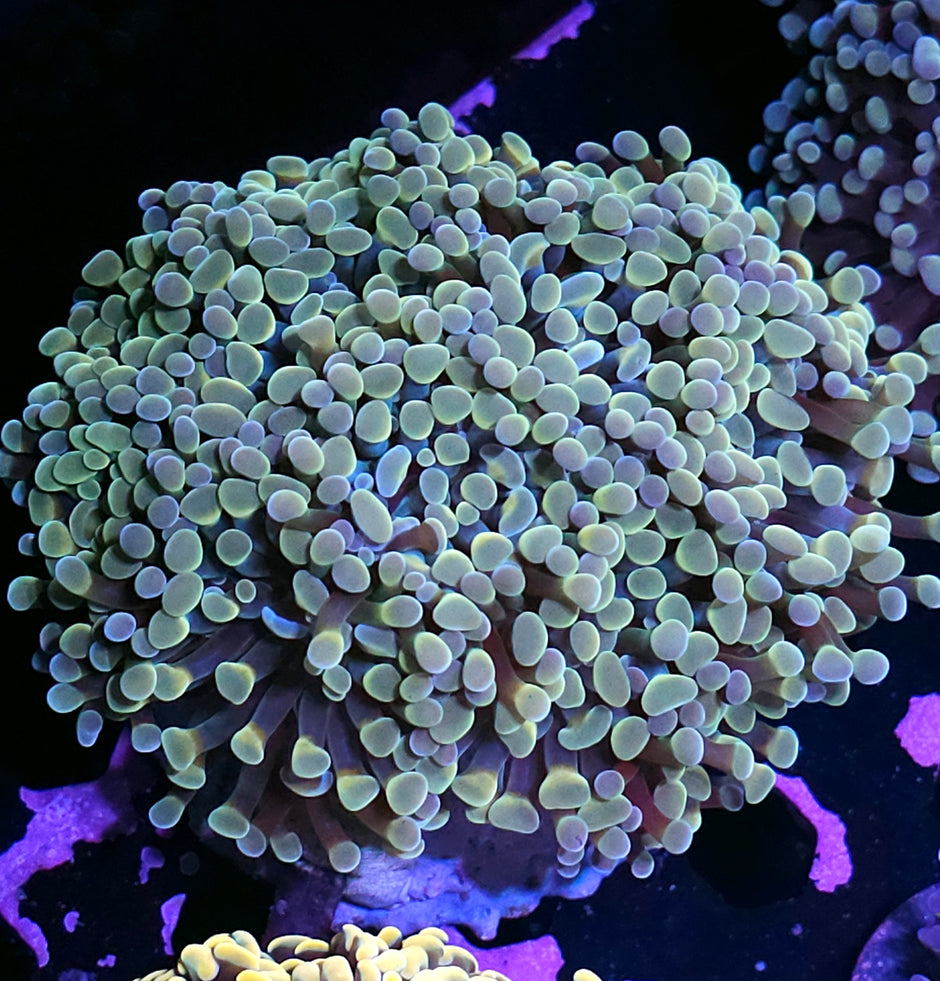 Approx 5-6 Head Yellow Hologram Branching Hammer Colony