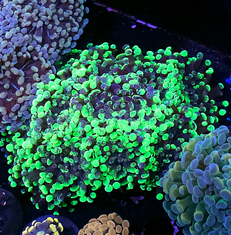 Approx 7-8 Head Megatron Splatter Branching Hammer Colony
