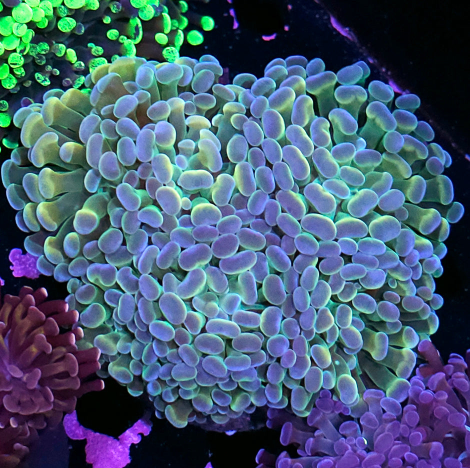 Approx 5 Head Rainbow Hologram Branching Hammer Colony