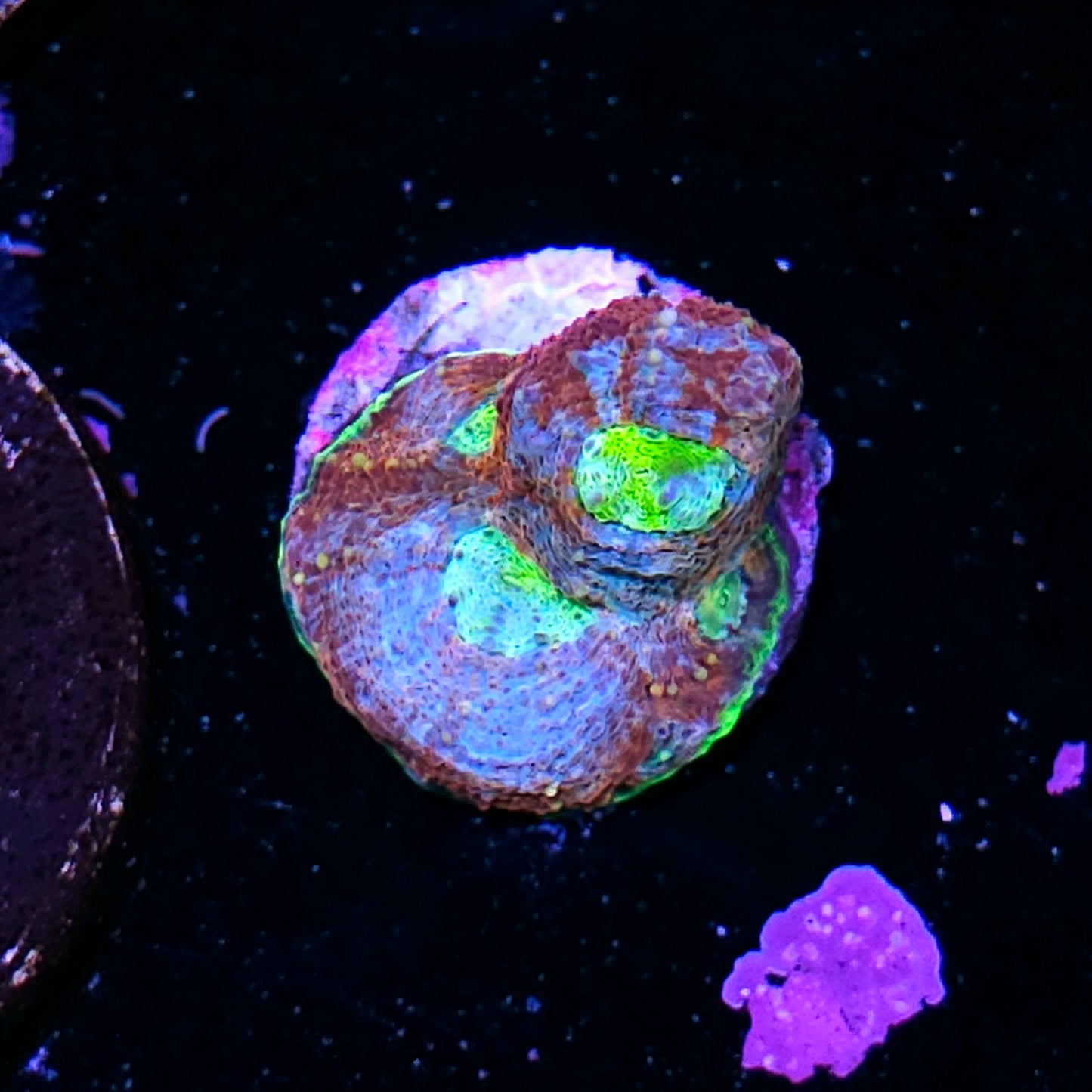 ECC Wonderland Acan Echinata