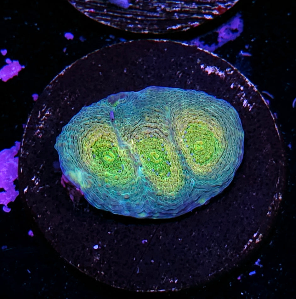 Guava Bomb Acan Echinata