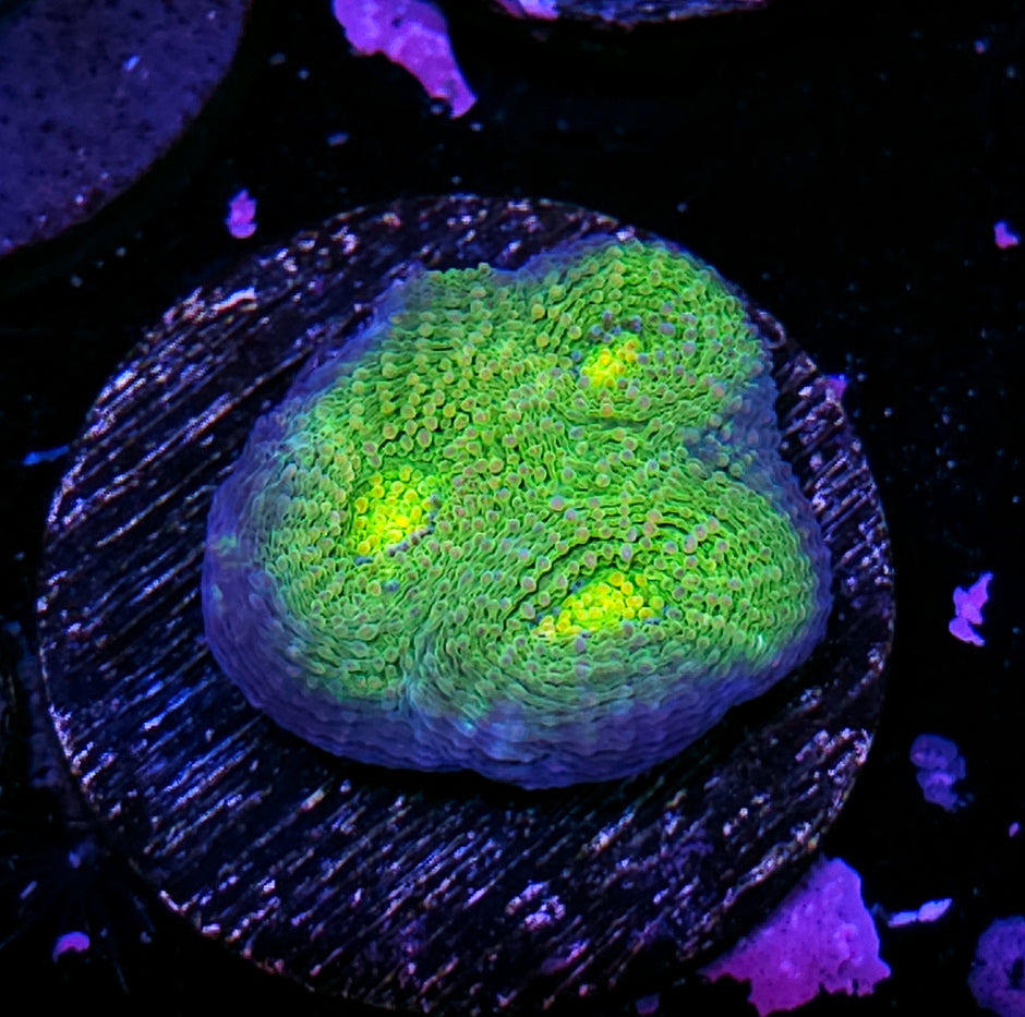Enigma Acan Echinata