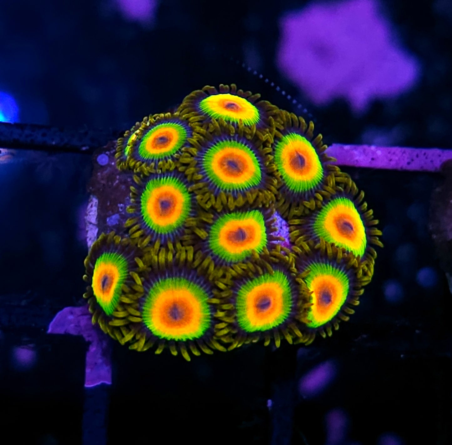 Rasta Zoas