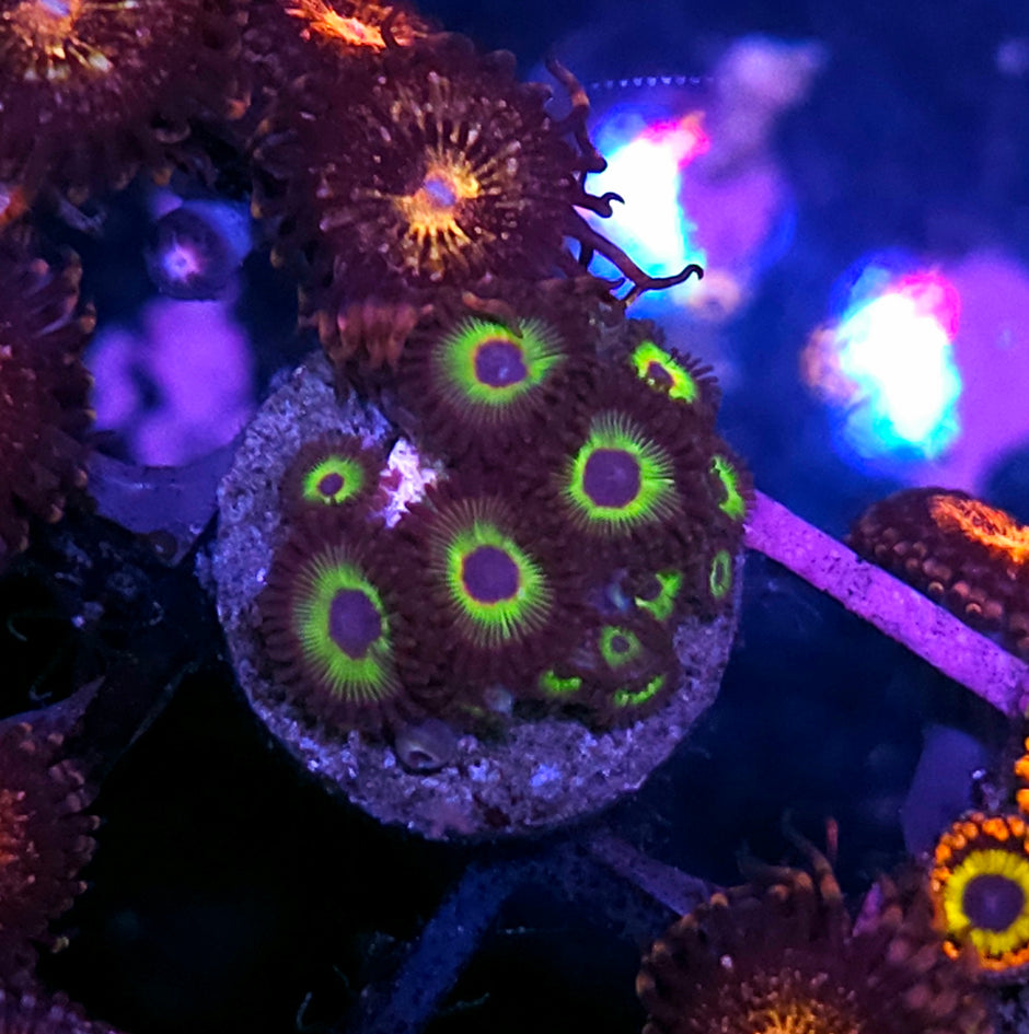 Bob Marley Zoas