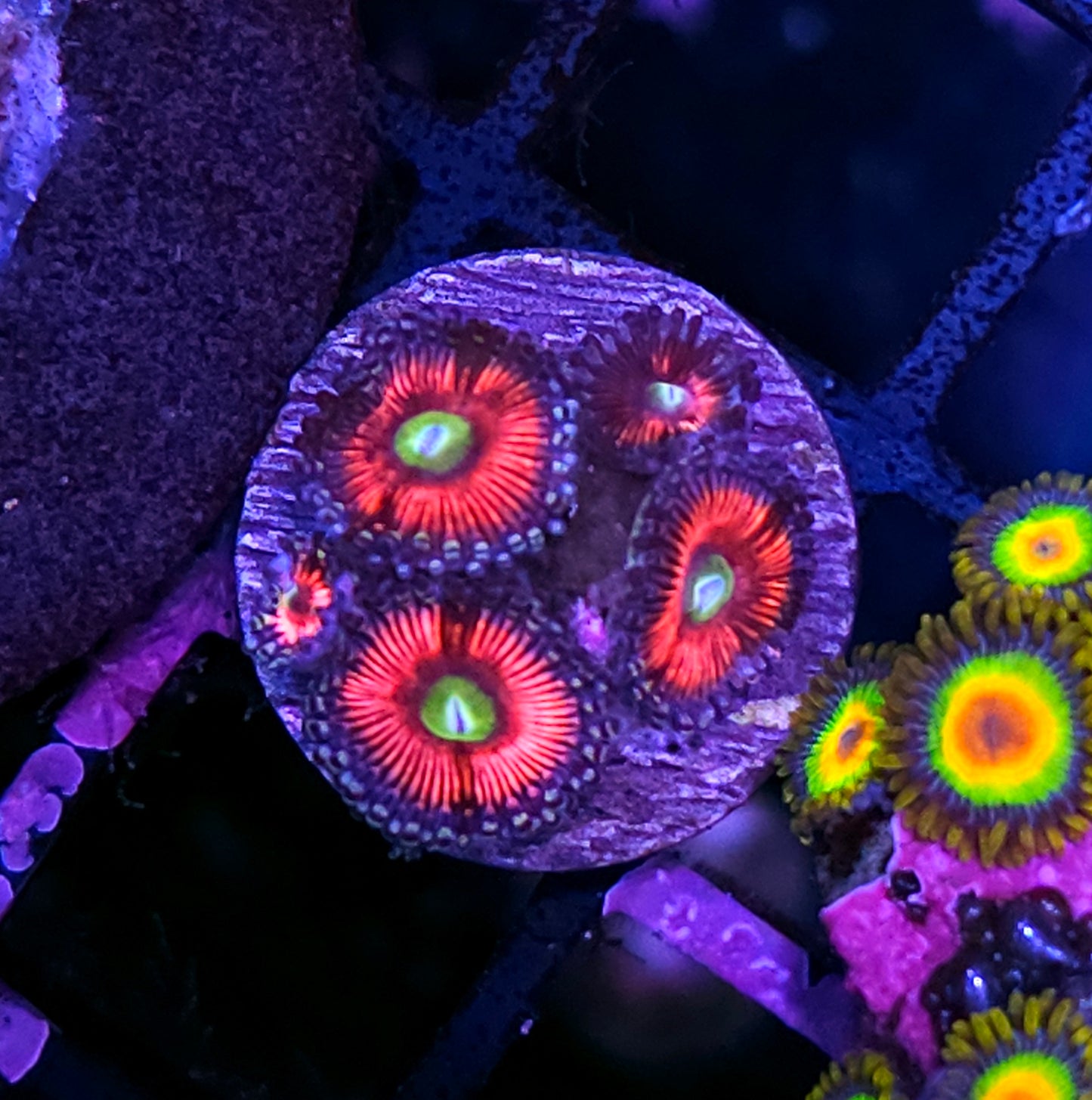 Cats Eye Zoas