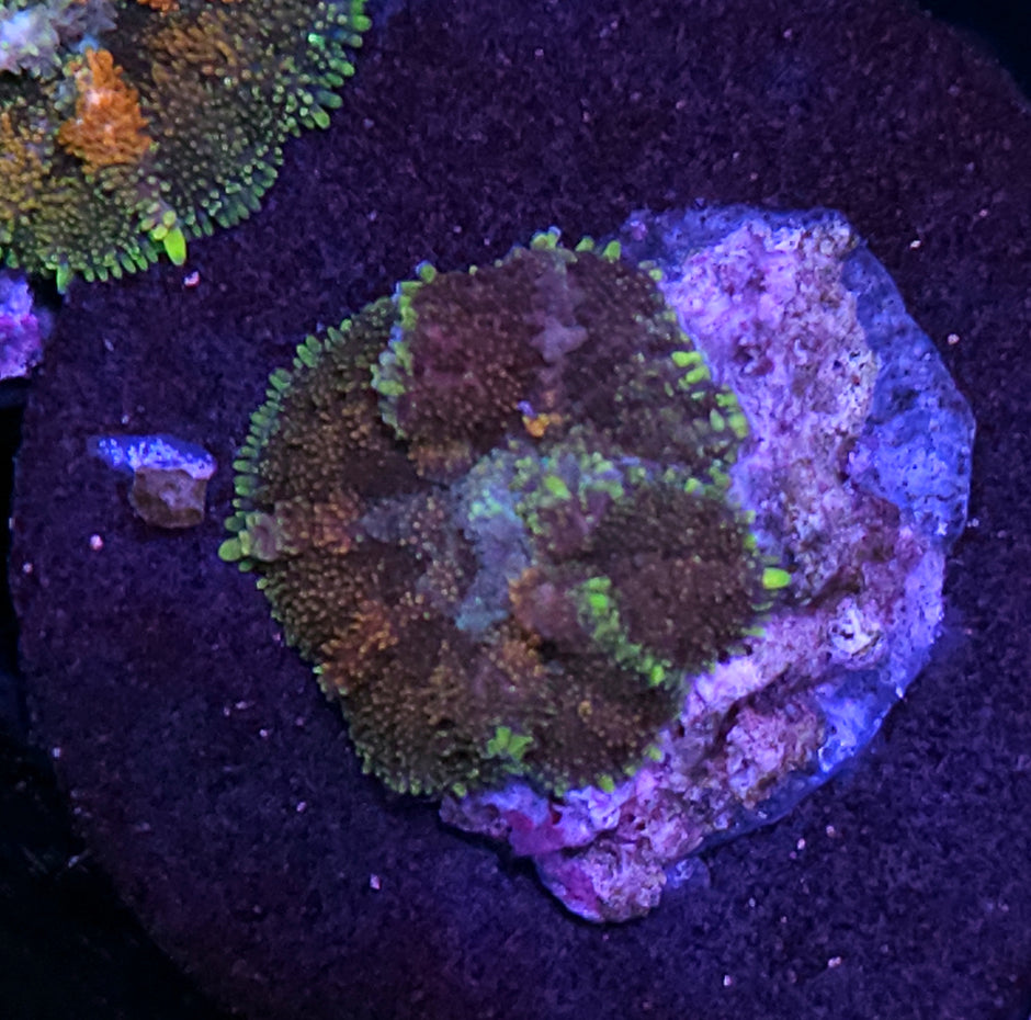 Rusty Shank Pom Pom Mushroom