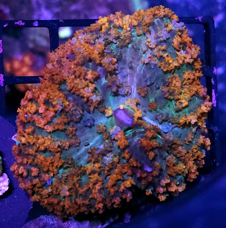 Flames of Sparta St Thomas Mushroom