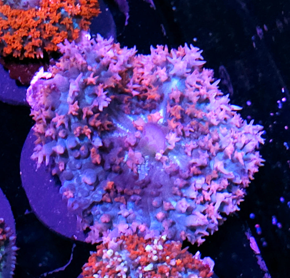 Bubble Gum Gangsta St Thomas Mushroom