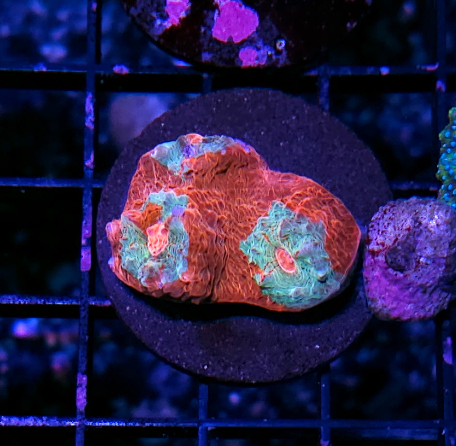 Hells Geyser Chalice